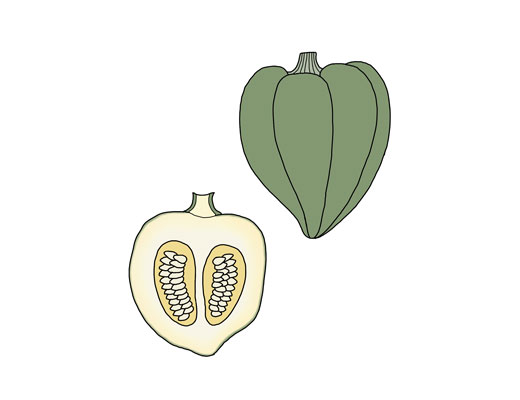 kokblog-acorn-squash2